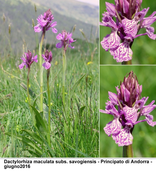 DACTYLORHIZA: immagini di una splendida orchidacea.